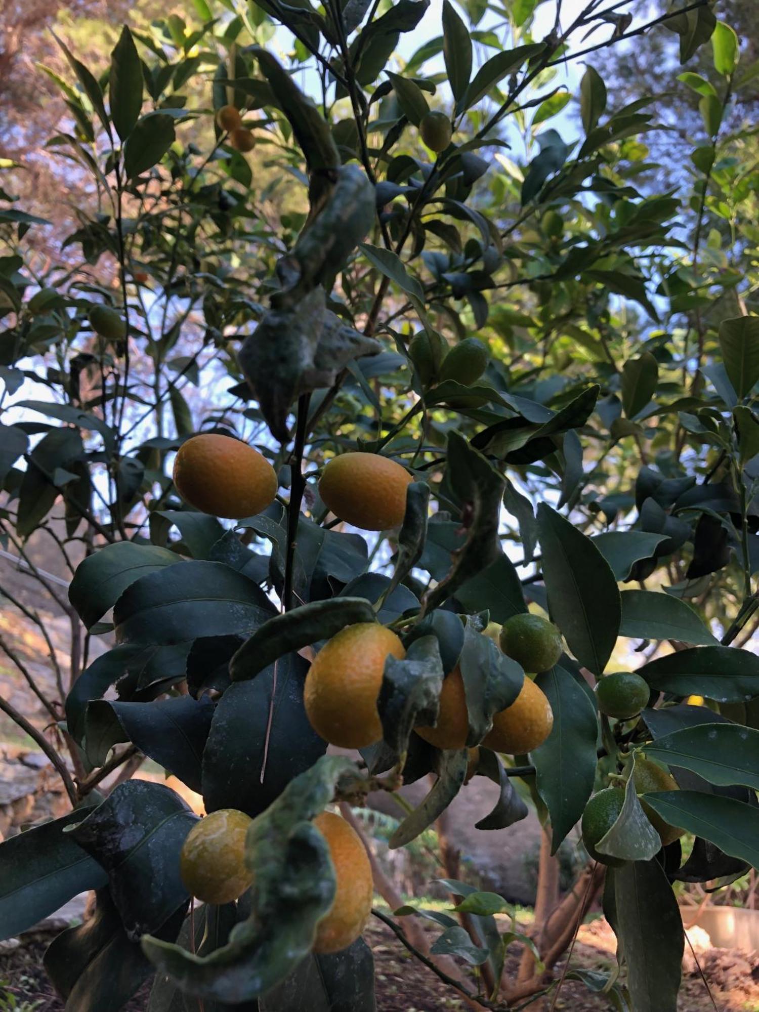 Appartamenti La Pineta Andora Luaran gambar